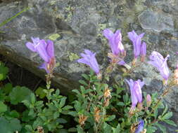 Слика од Penstemon fruticosus var. serratus (Keck) Cronq.