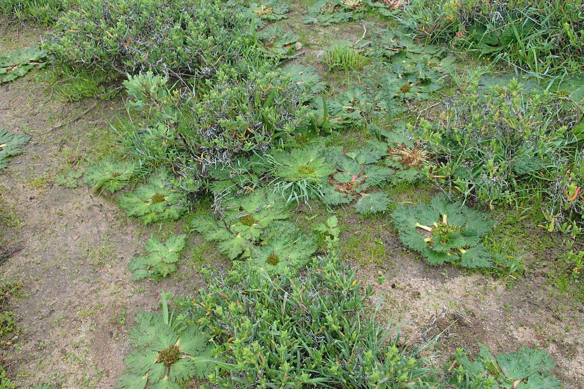 Image of Arctopus echinatus L.