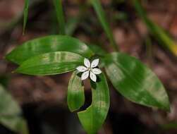 Image of Schelhammera multiflora R. Br.