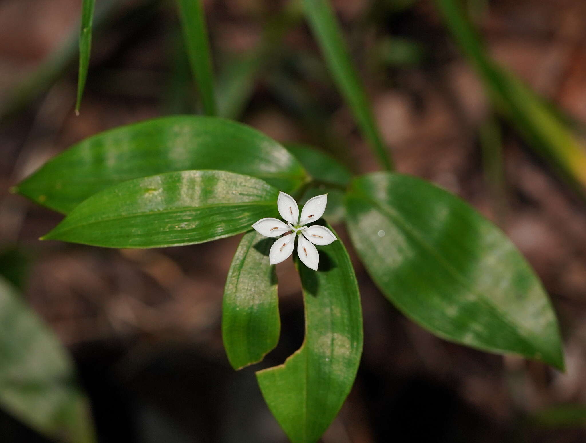 Image of Schelhammera multiflora R. Br.