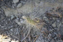 Image of Arborescent Pricklypear