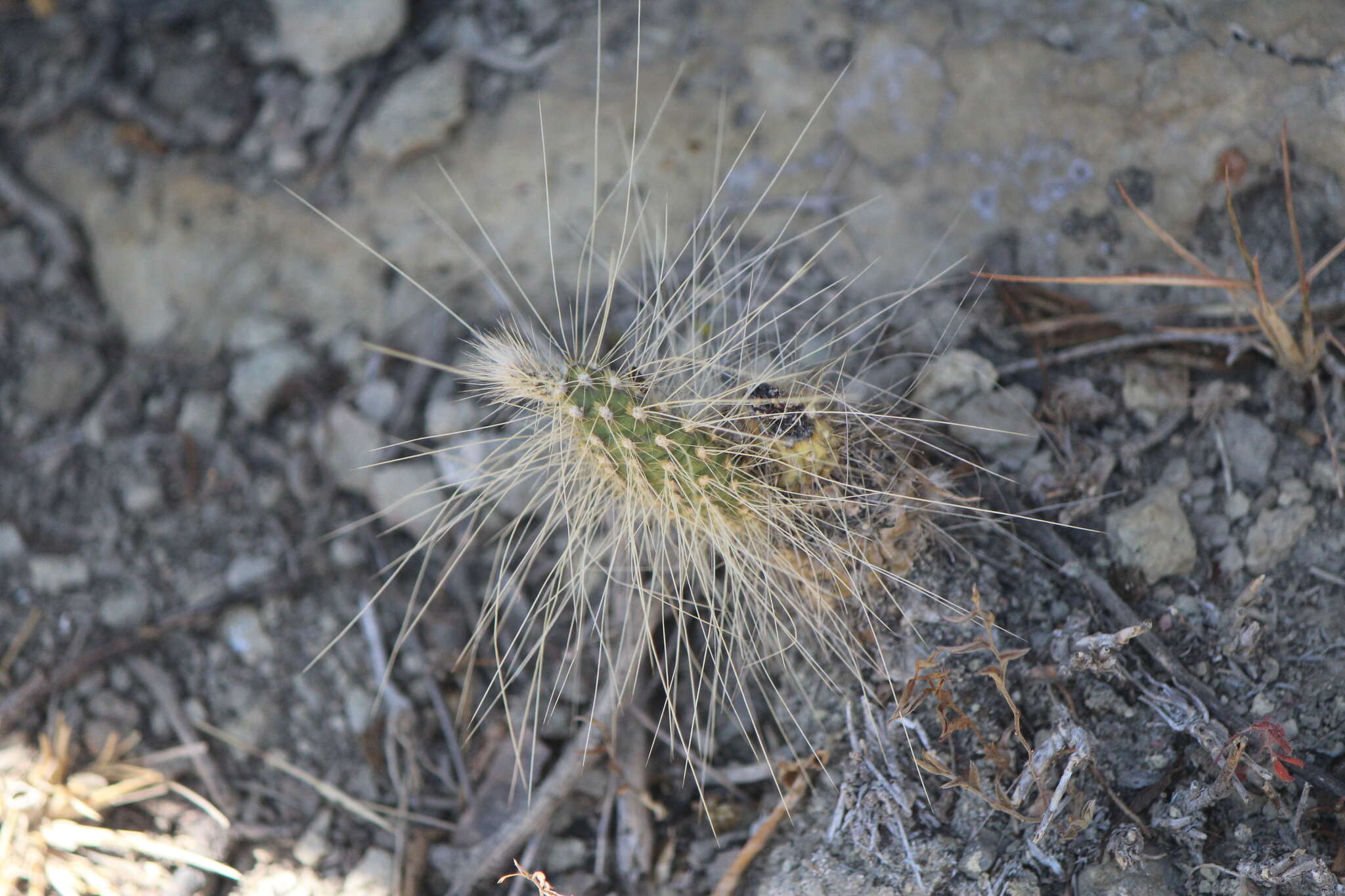 Plancia ëd Opuntia leucotricha DC.