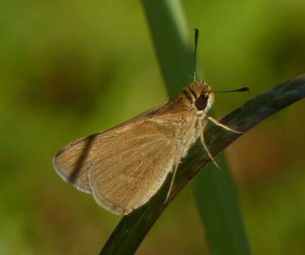 Image of Neamathla Skipper