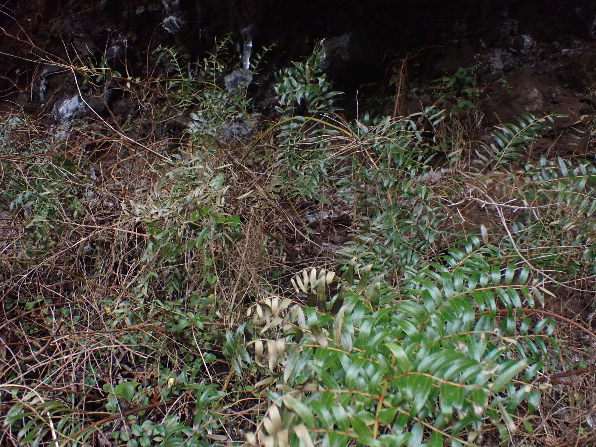 Coriaria pteridoides W. R. B. Oliv. resmi