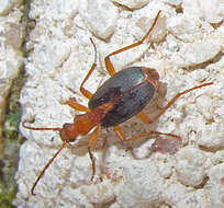 Image of Brachinus (Brachinus) alexandri F. Battoni 1984