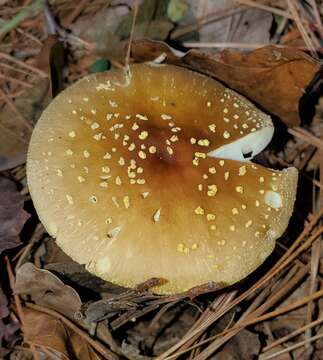 Image of Amanita flavivolva Murrill 1953