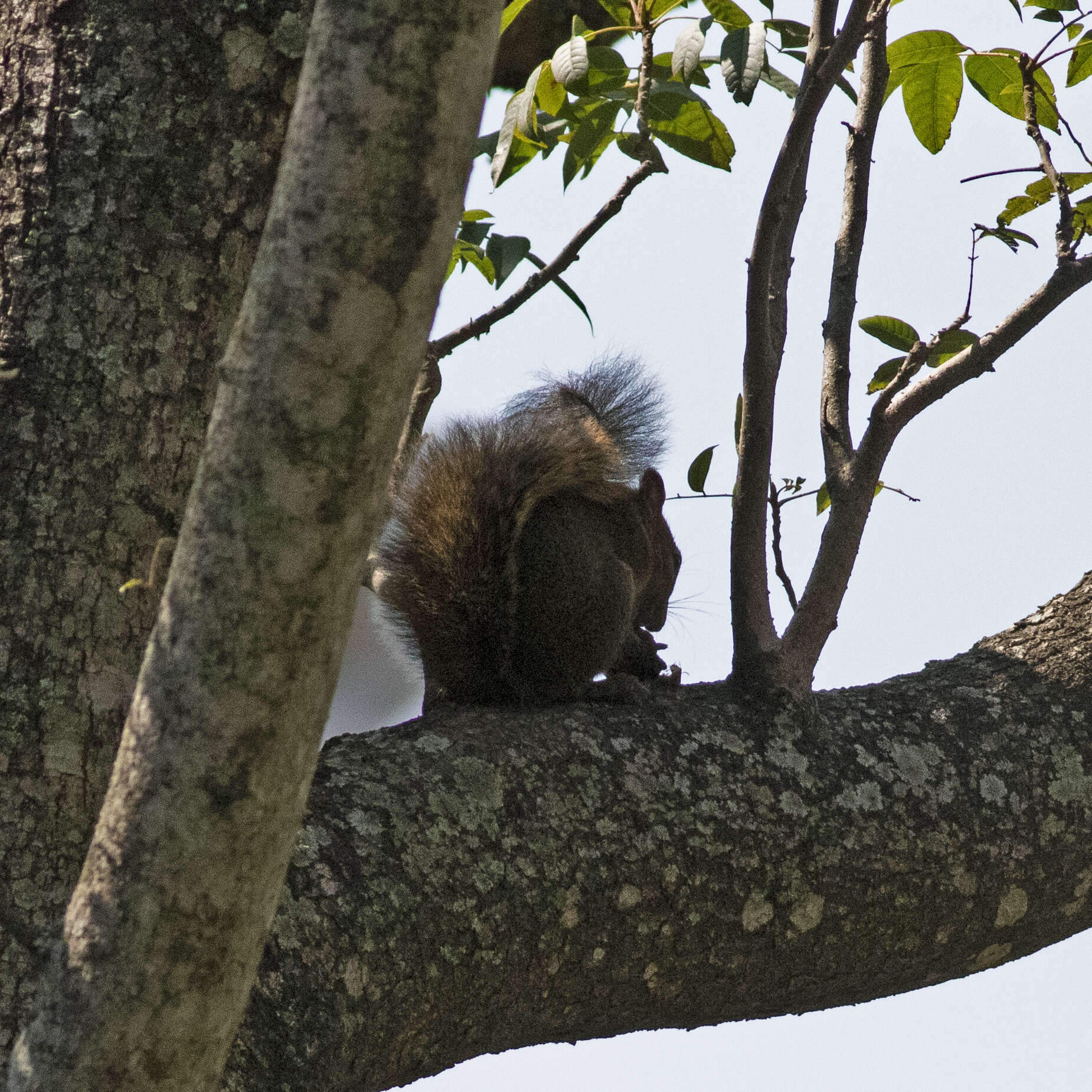 Image of Bolivian Squirrel