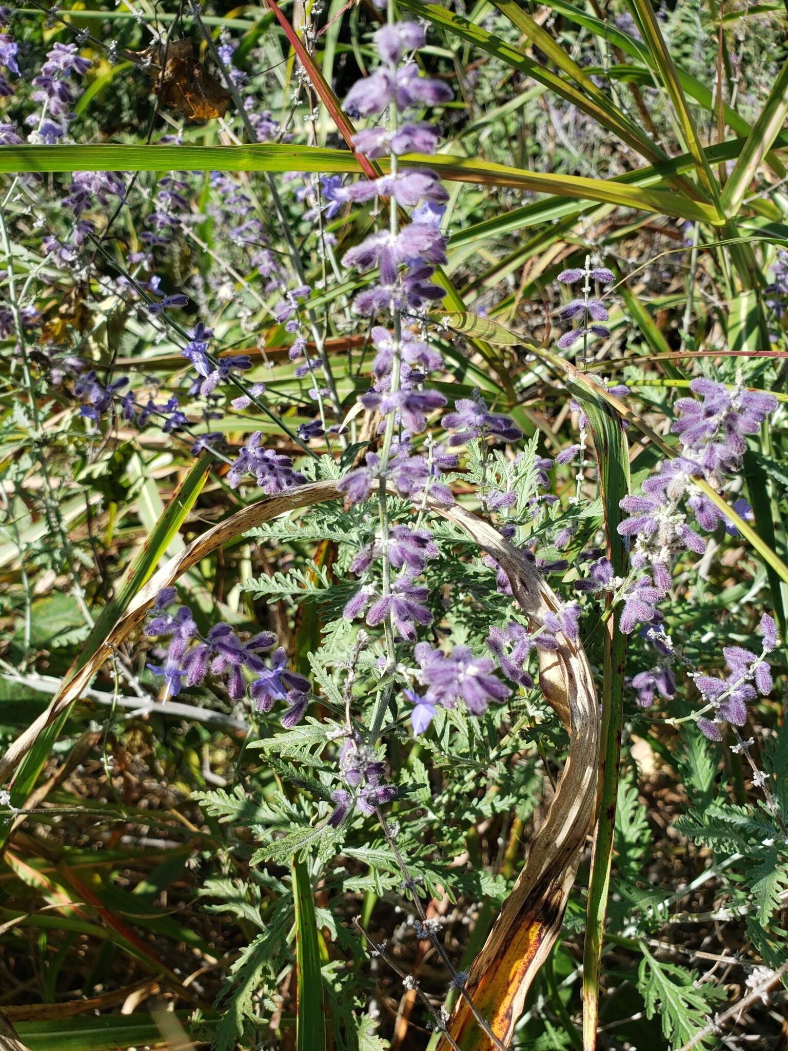 Plancia ëd <i>Salvia yangii</i>