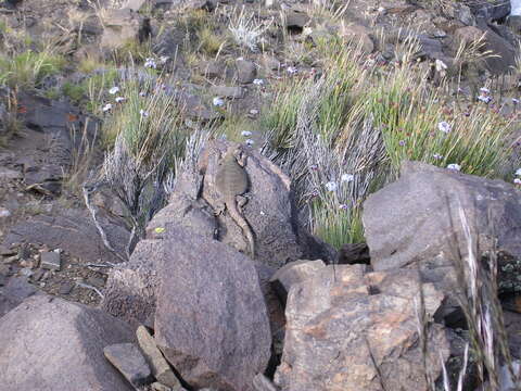 Image of Phymaturus roigorum Lobo & Abdala 2007