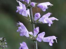 Image of Salvia japonica Thunb.