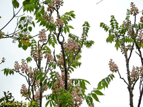 Image of Bretschneidera sinensis Hemsl.