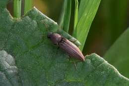 Image of Lined Click Beetle