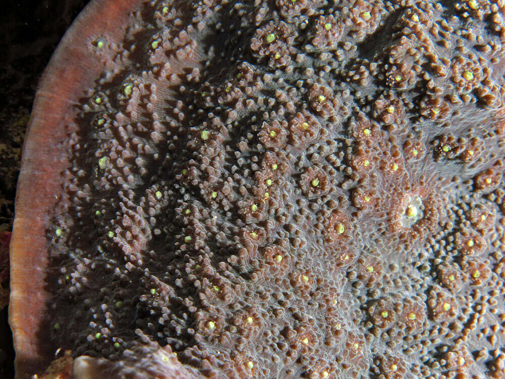 Image of Flat Lettuce Coral