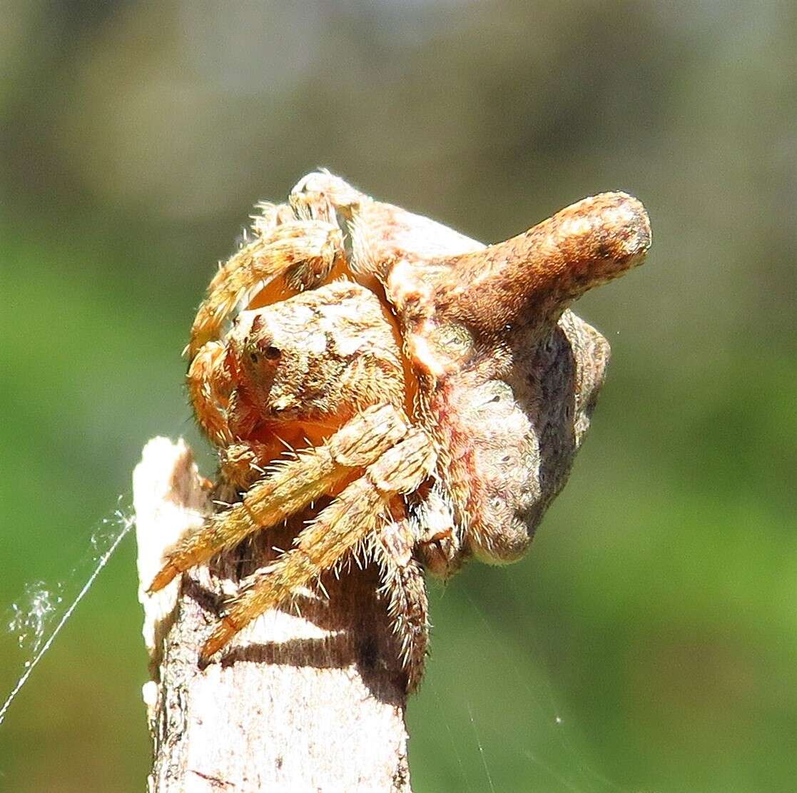 Image of Dolophones turrigera (L. Koch 1867)