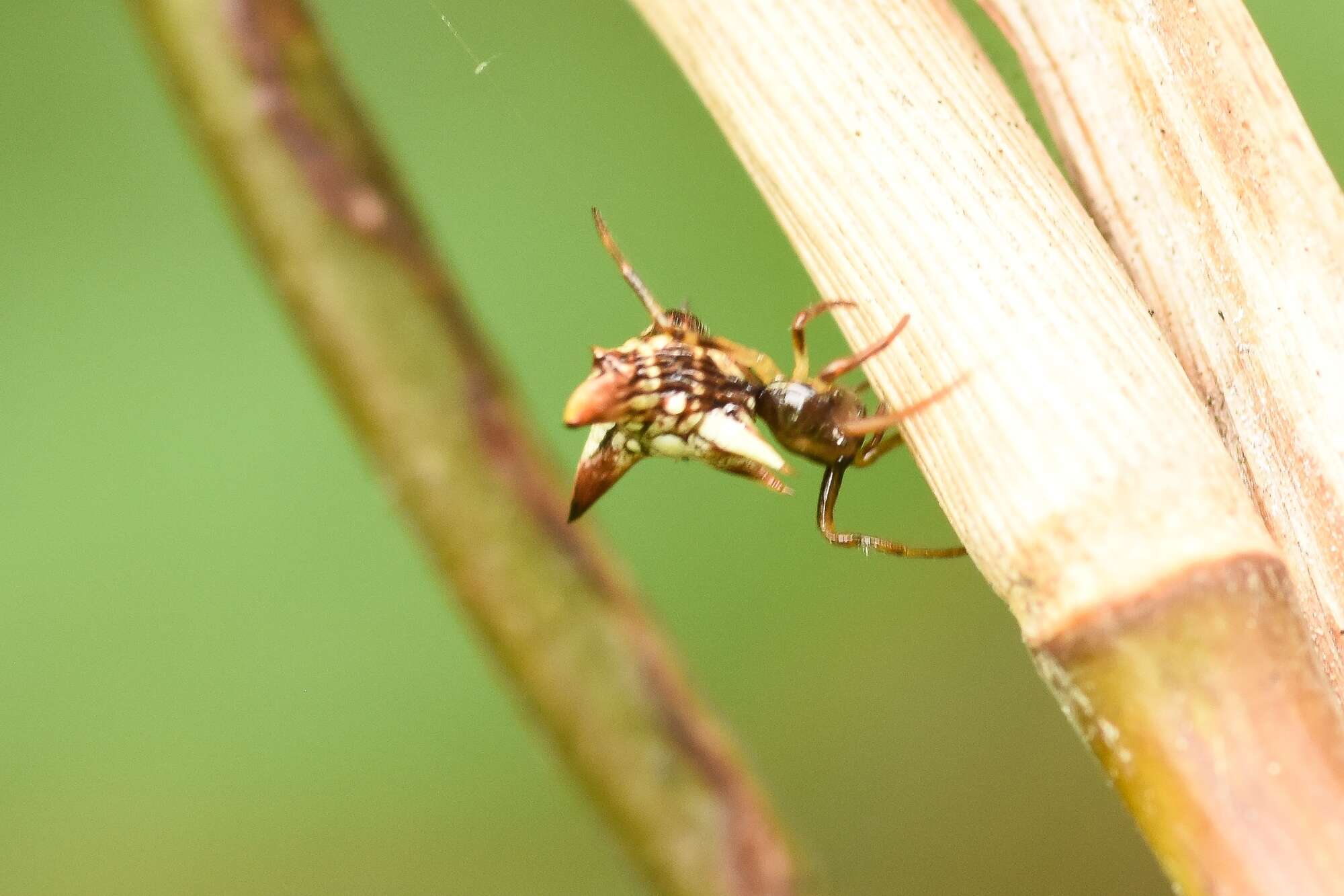 Image of Micrathena evansi Chickering 1960