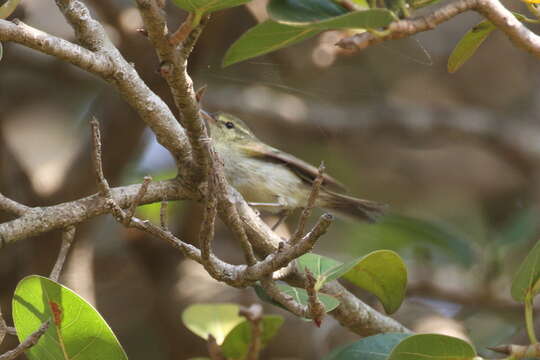 Plancia ëd Phylloscopus occipitalis (Blyth 1845)