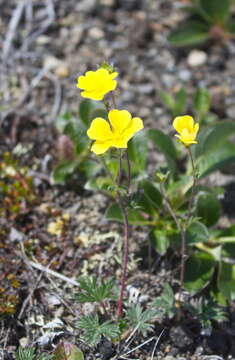 Image of Potentilla vulcanicola Juz.