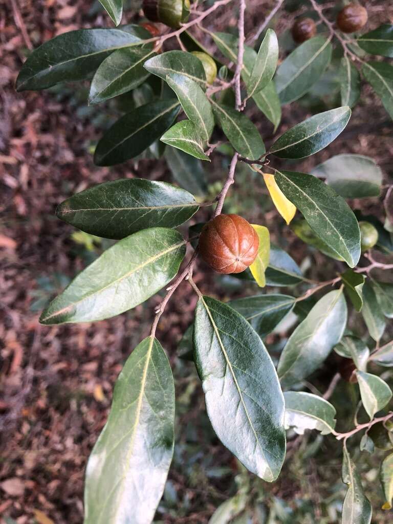 Sivun Petalostigma pachyphyllum Airy Shaw kuva