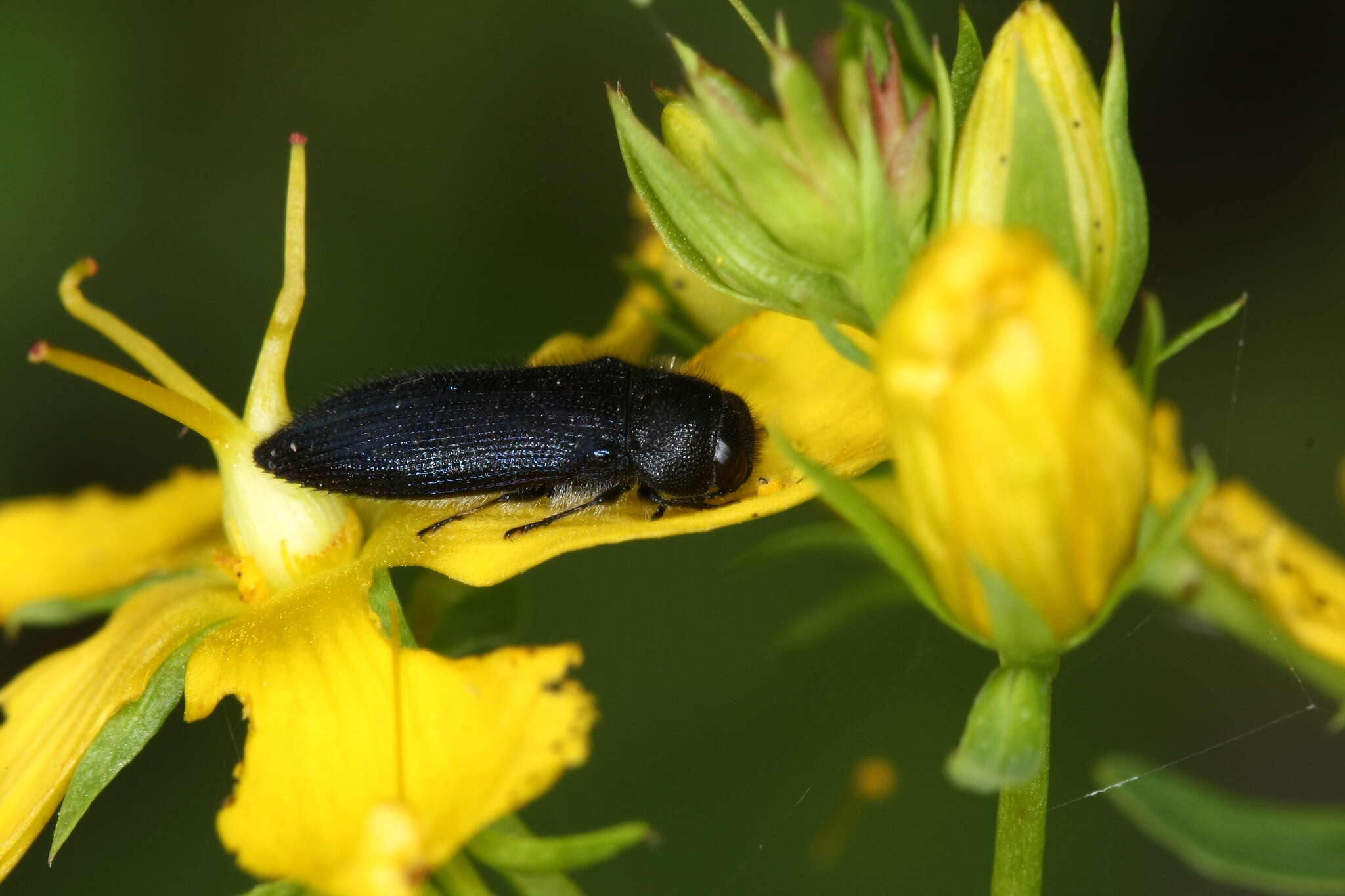 Image of Acmaeodera quadrifasciata prunneri Spinola 1838