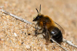 Image of Anthophora aestivalis (Panzer 1801)