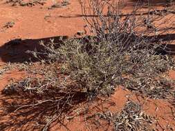 Imagem de Eremophila gilesii subsp. variabilis