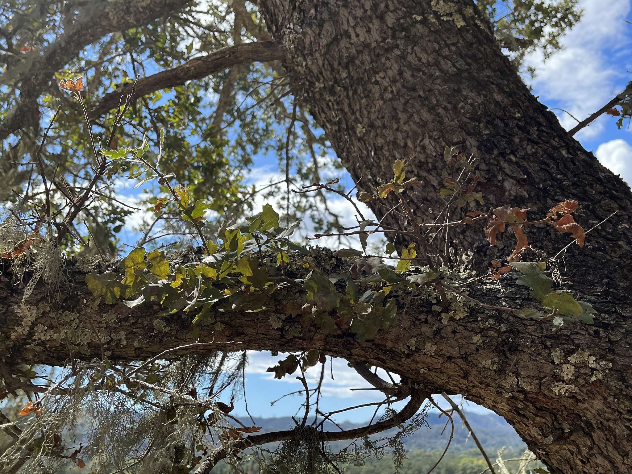 Imagem de Quercus jolonensis Sarg.