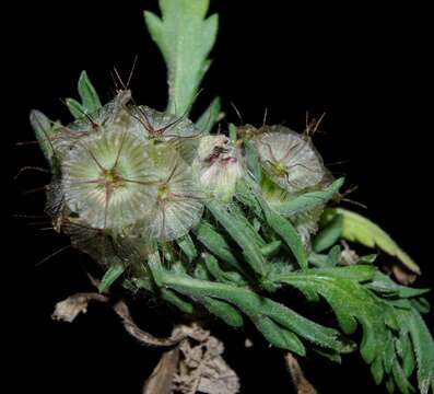 Image of Lomelosia stellata (L.) Rafin.