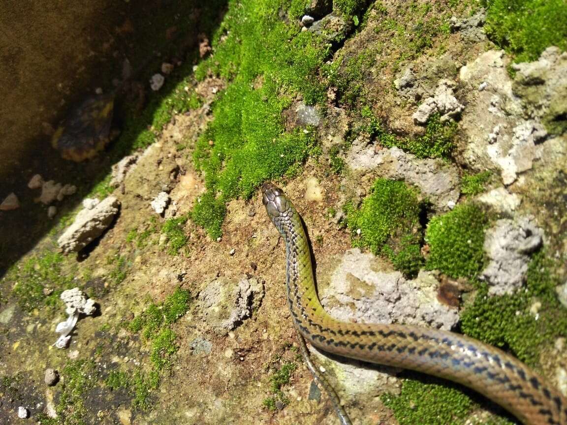 Image of Maryellen's Ground Snake