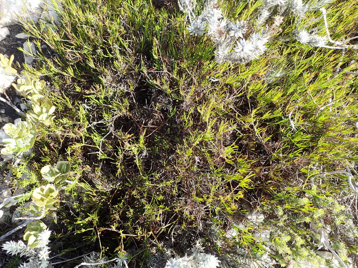 Image of Centella virgata (L. fil.) Drude