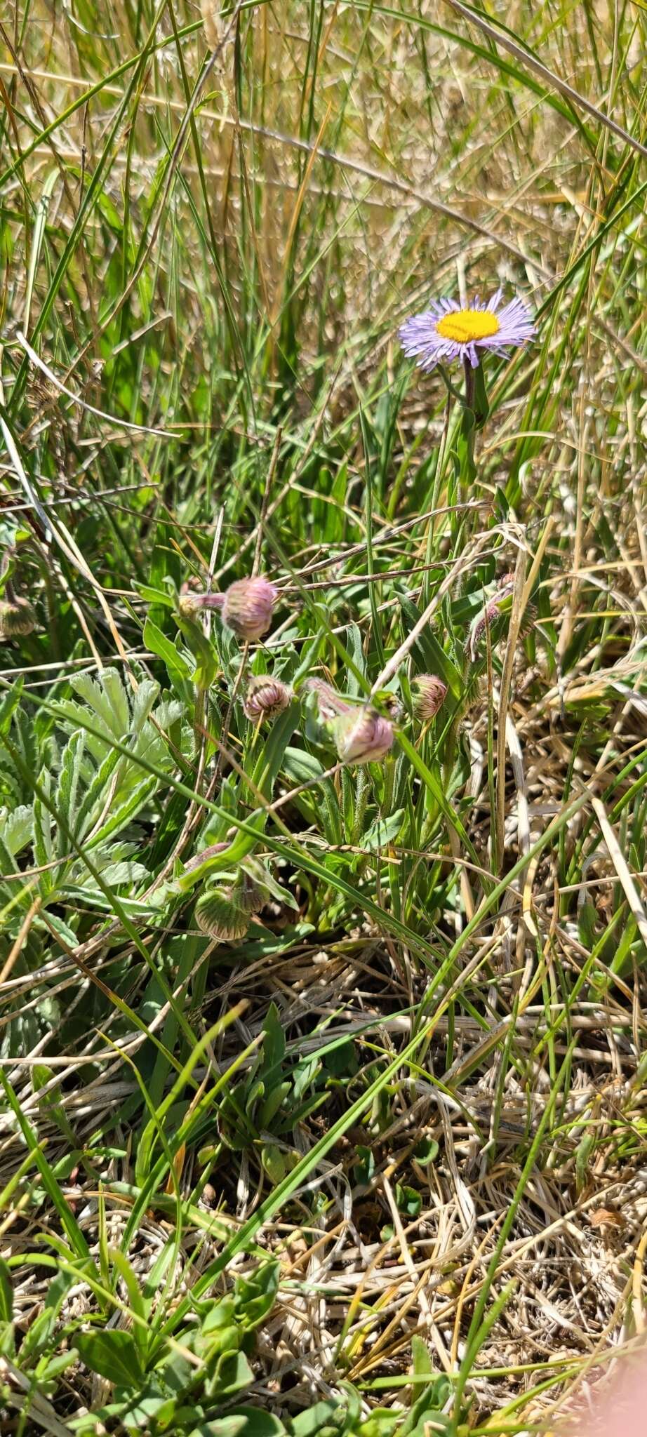 Слика од Erigeron formosissimus Greene