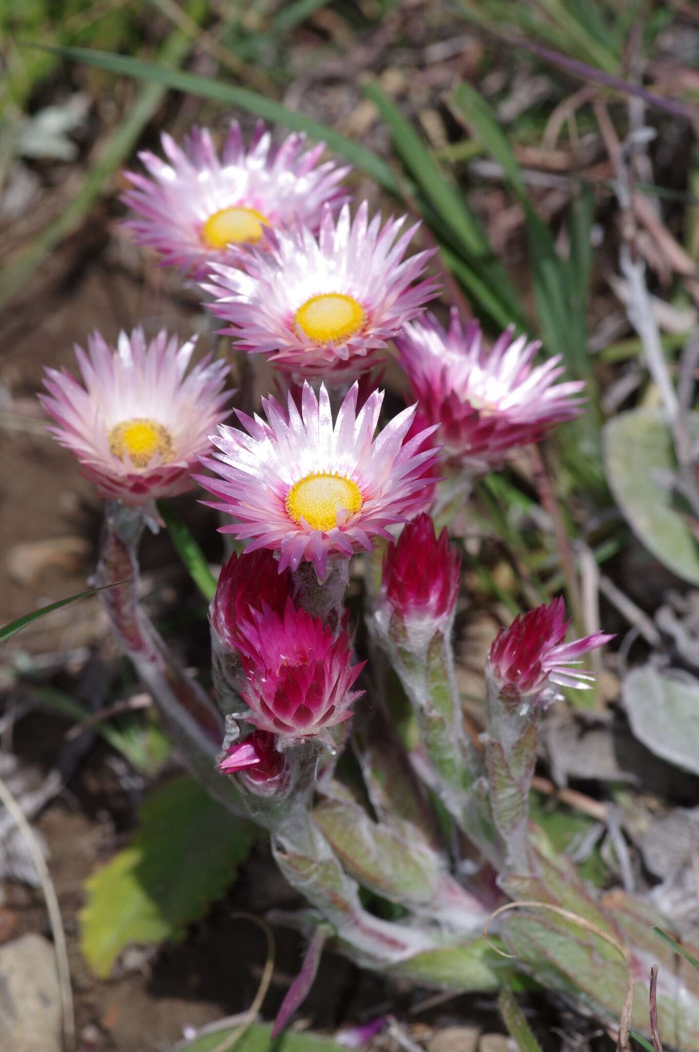 Image of Helichrysum adenocarpum DC.