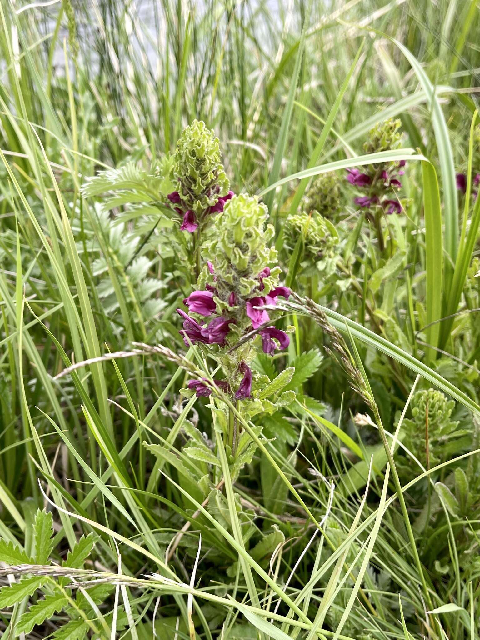 Image of Purple-Flower Lousewort