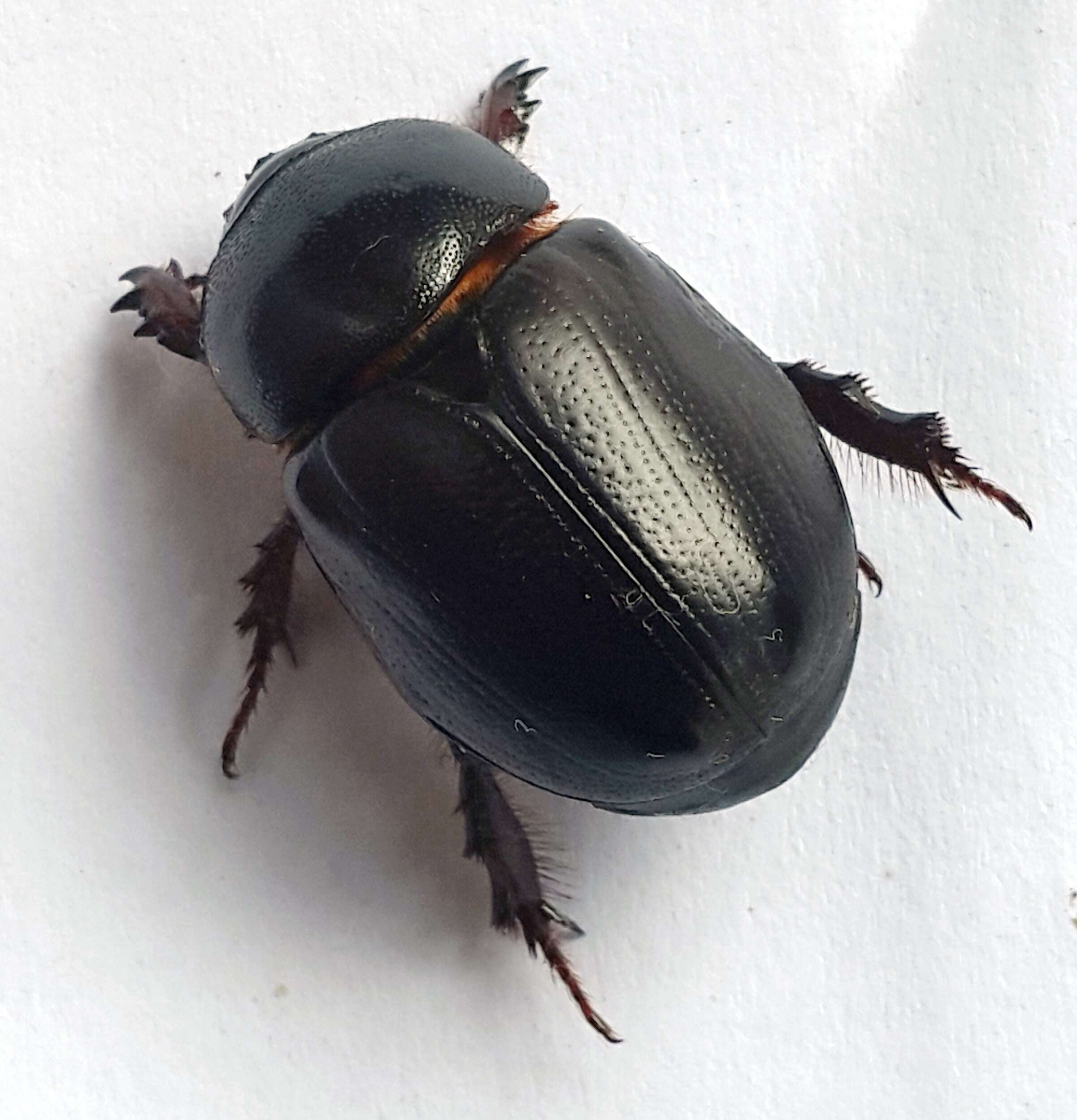 Image of black lawn beetle