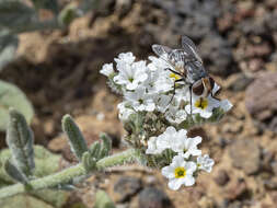 Image of Miltogramma aurifrons Dufour 1850