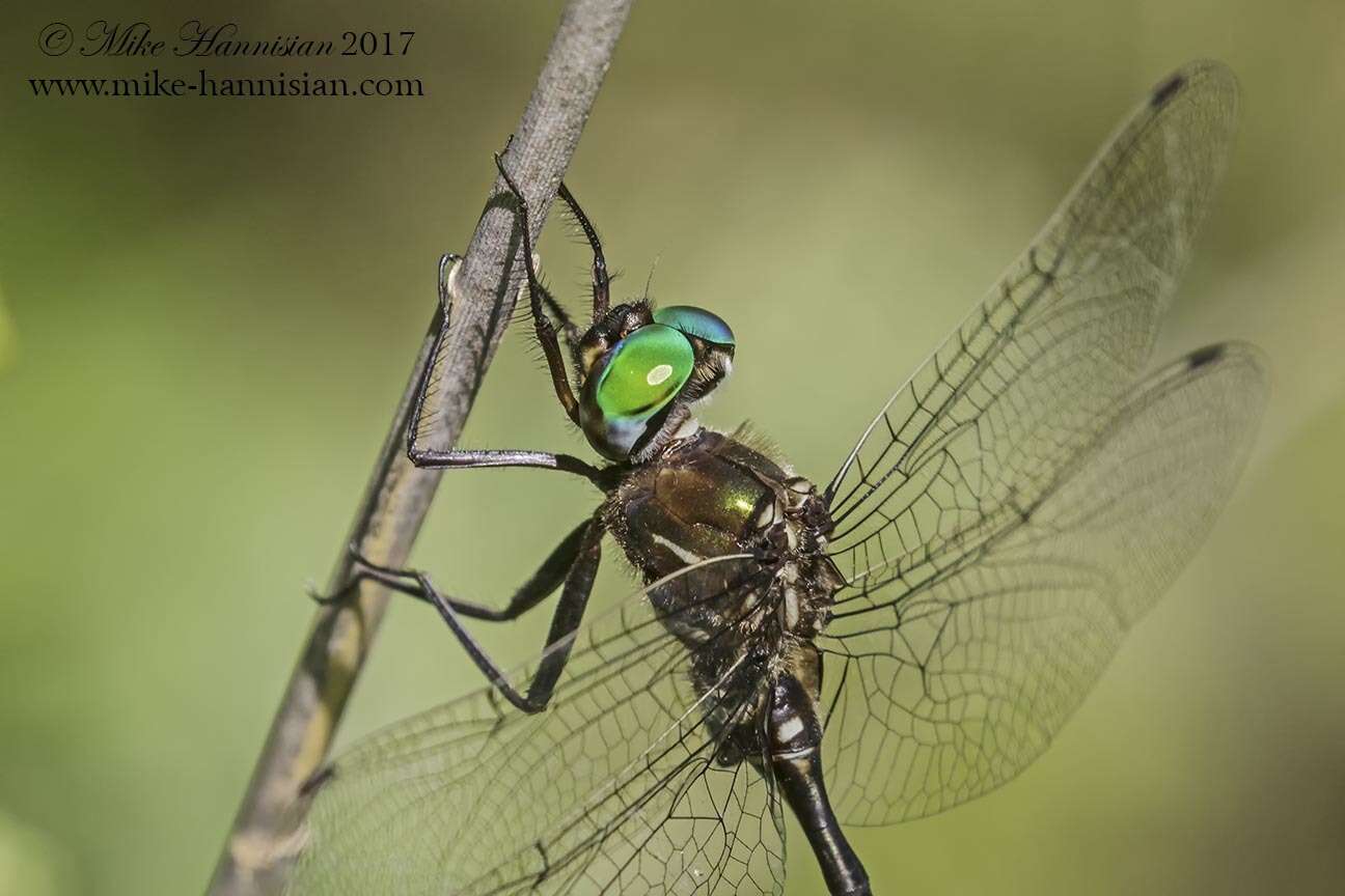 Image of Fine-lined Emerald