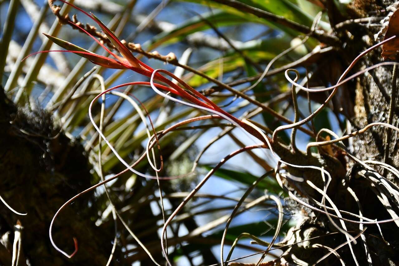 Image of Tillandsia butzii Mez