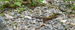 Image of Amazon Racerunner