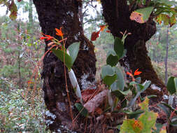 Image of Guarianthe aurantiaca (Bateman ex Lindl.) Dressler & W. E. Higgins