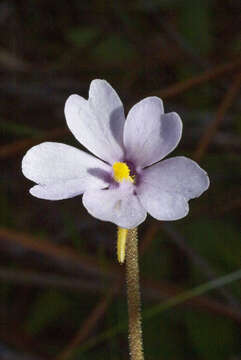 Image de Pinguicula ionantha R. K. Godfrey