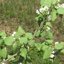 Image de Crataegus pruinosa var. dissona (Sarg.) J. B. Phipps