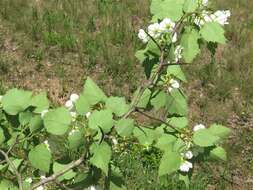 Imagem de Crataegus pruinosa var. dissona (Sarg.) J. B. Phipps