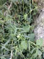 Image of desert starvine