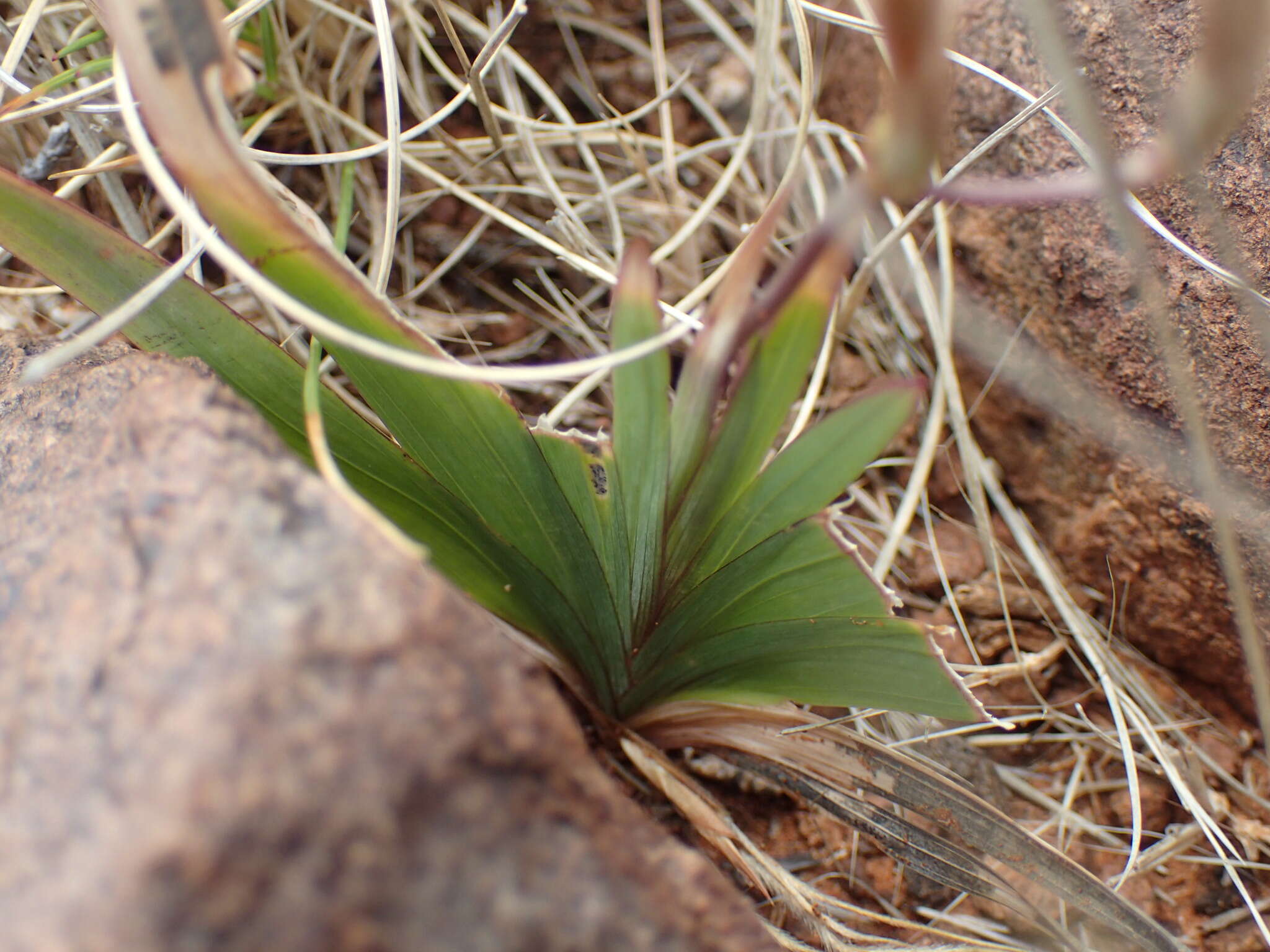 Image of Freesia andersoniae L. Bolus