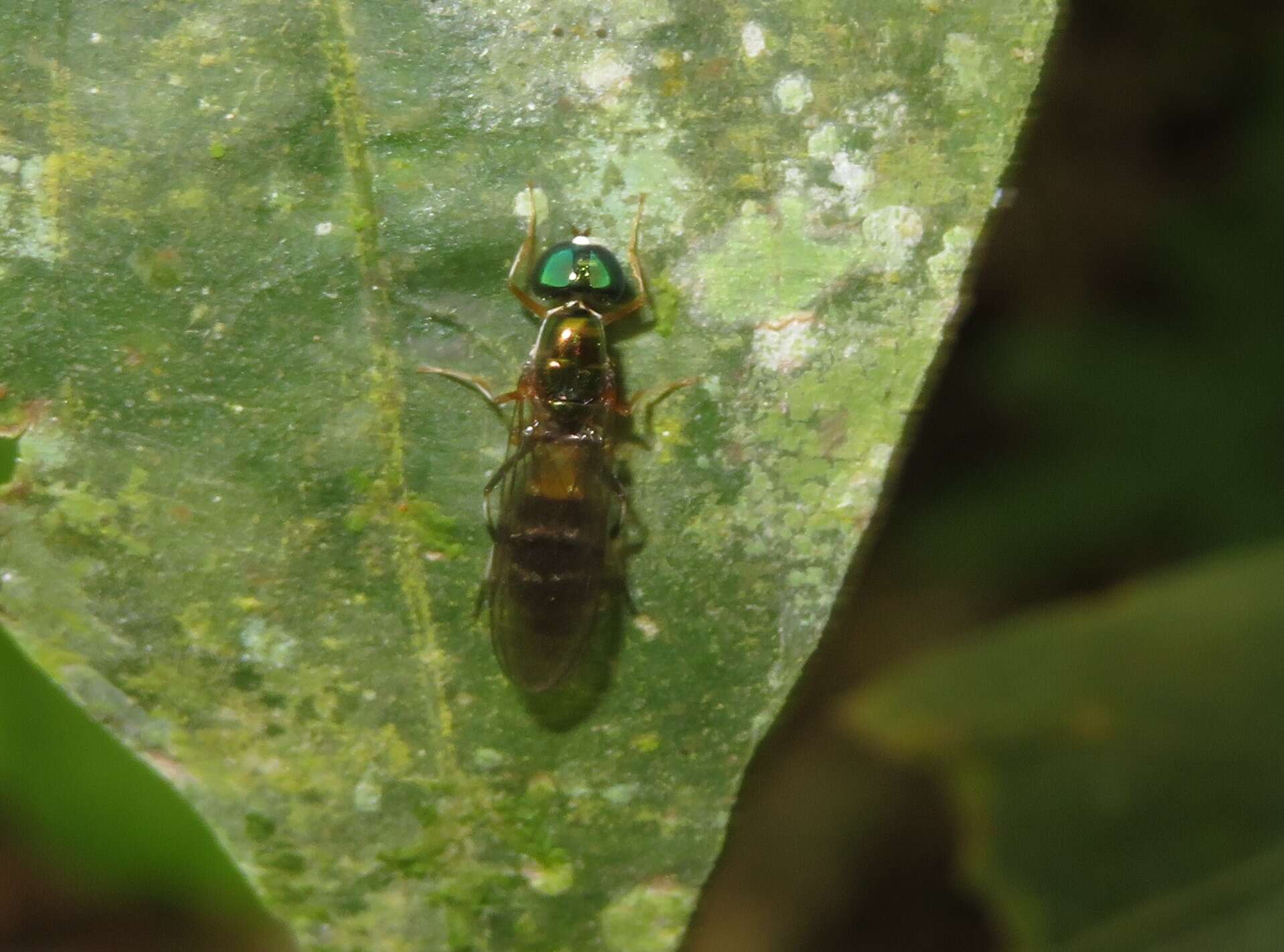 Sargus fasciatus Fabricius 1805 resmi