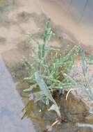 Image of glasswort