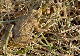 Image of Haswell’s Froglet