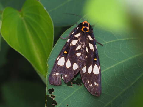 Aglaomorpha histrio (Walker 1855) resmi