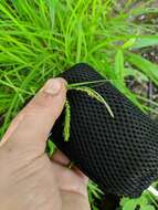 Image of Drooping Sedge