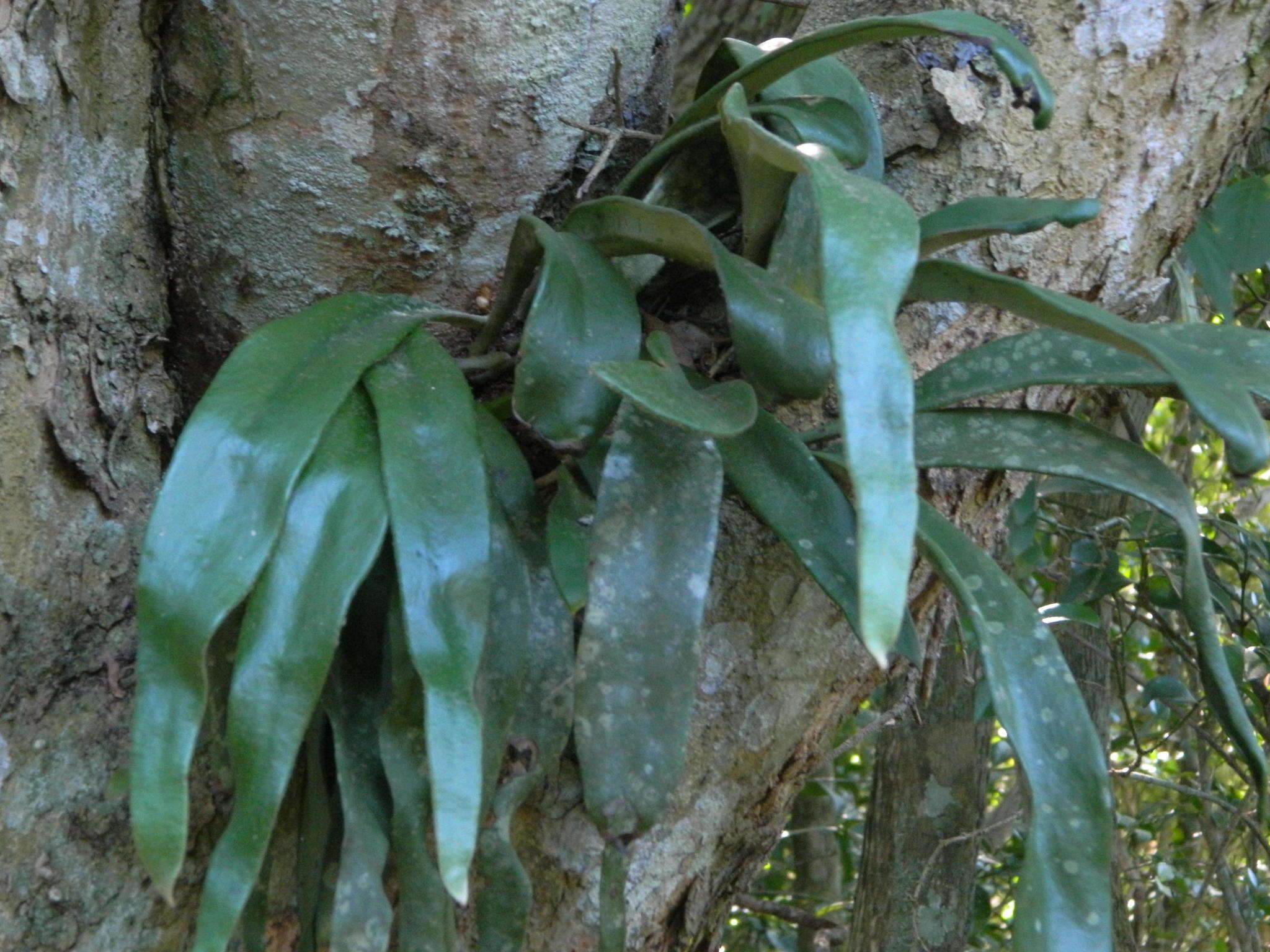 Image of Hovenkampia africana (Kunze) Li Bing Zhang & X. M. Zhou