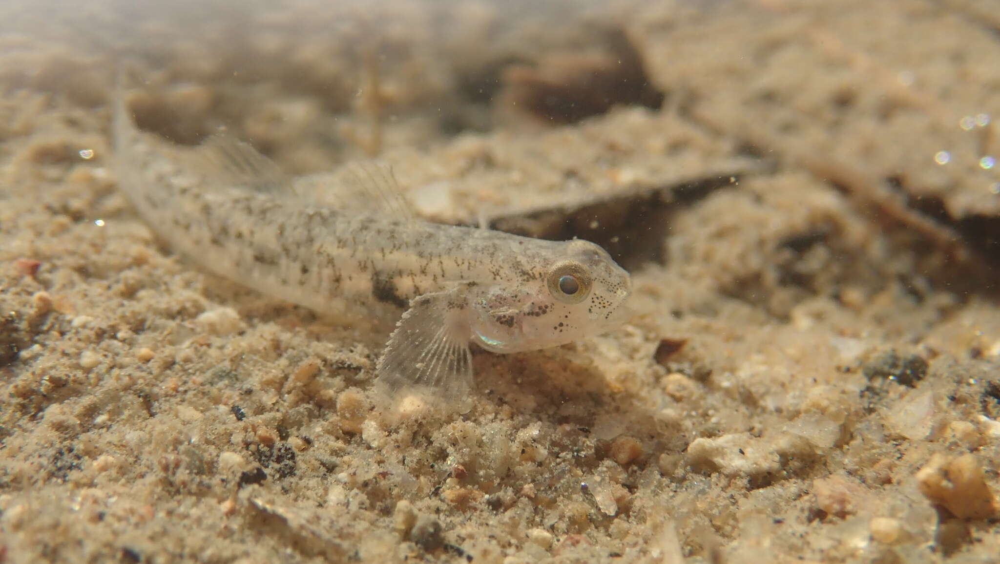 Image of Masago snubnose goby